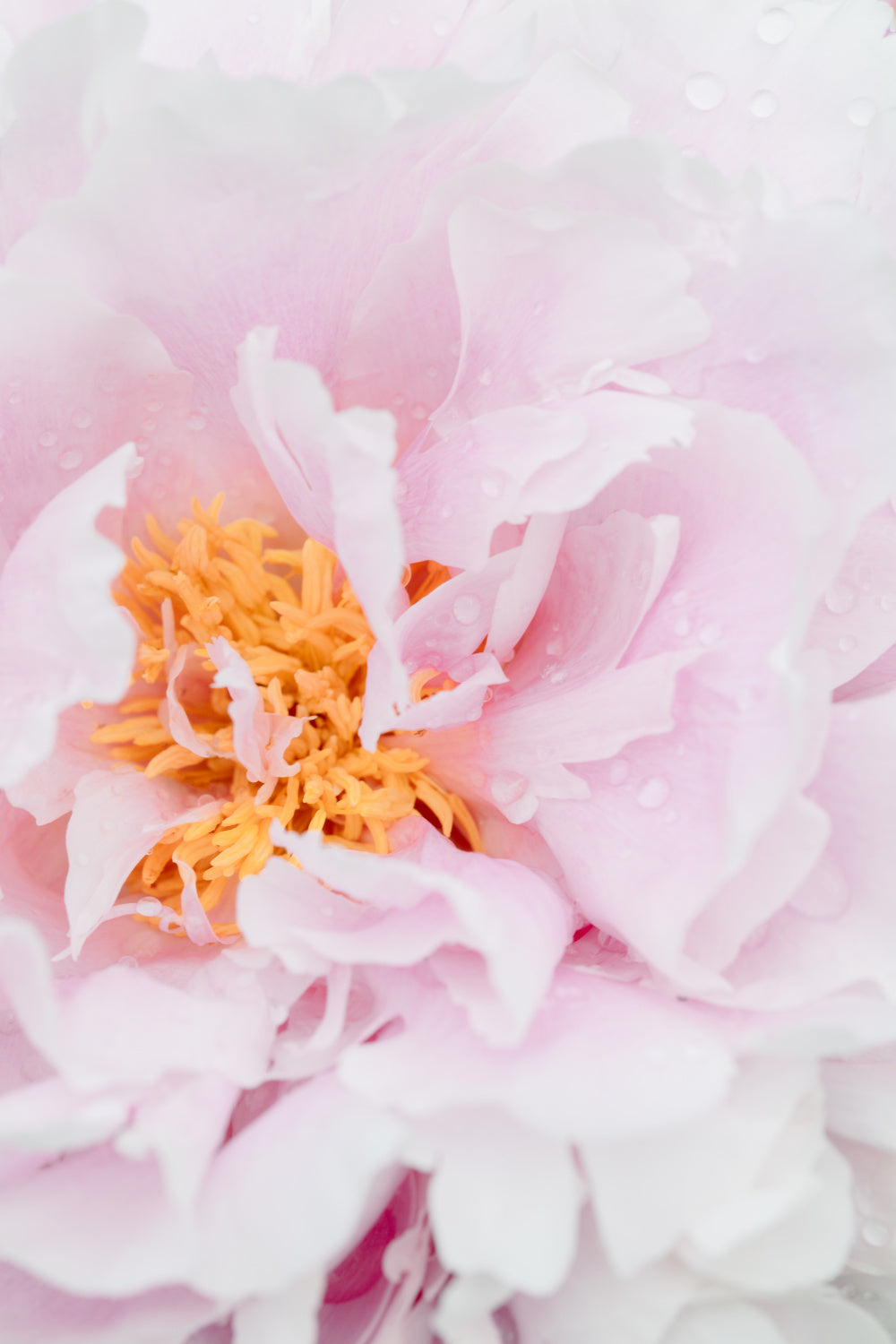 Peony_8 Poster och Canvastavla