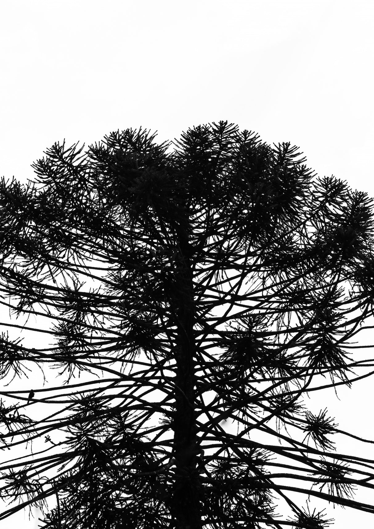 Monkey Puzzle Poster och Canvastavla