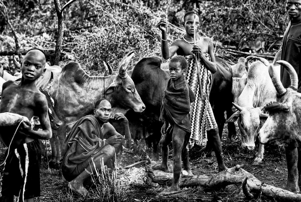 Surma tribe people taking care of the cattle. Poster och Canvastavla