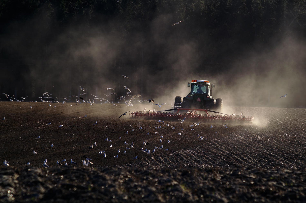 Farmer on the field Poster och Canvastavla