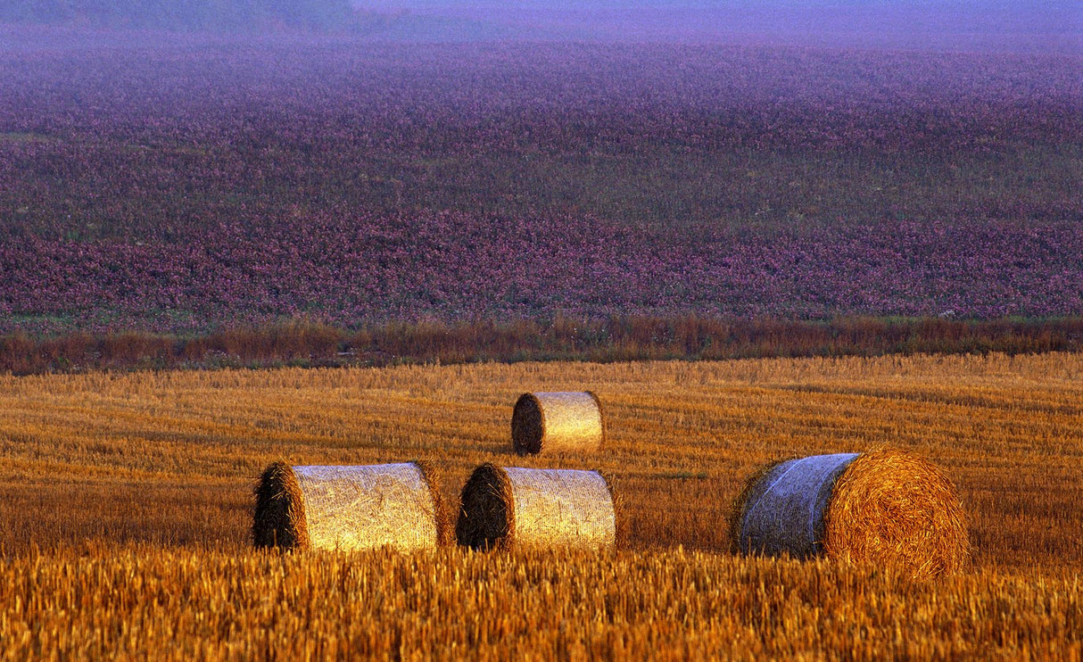 Farmers field Poster och Canvastavla