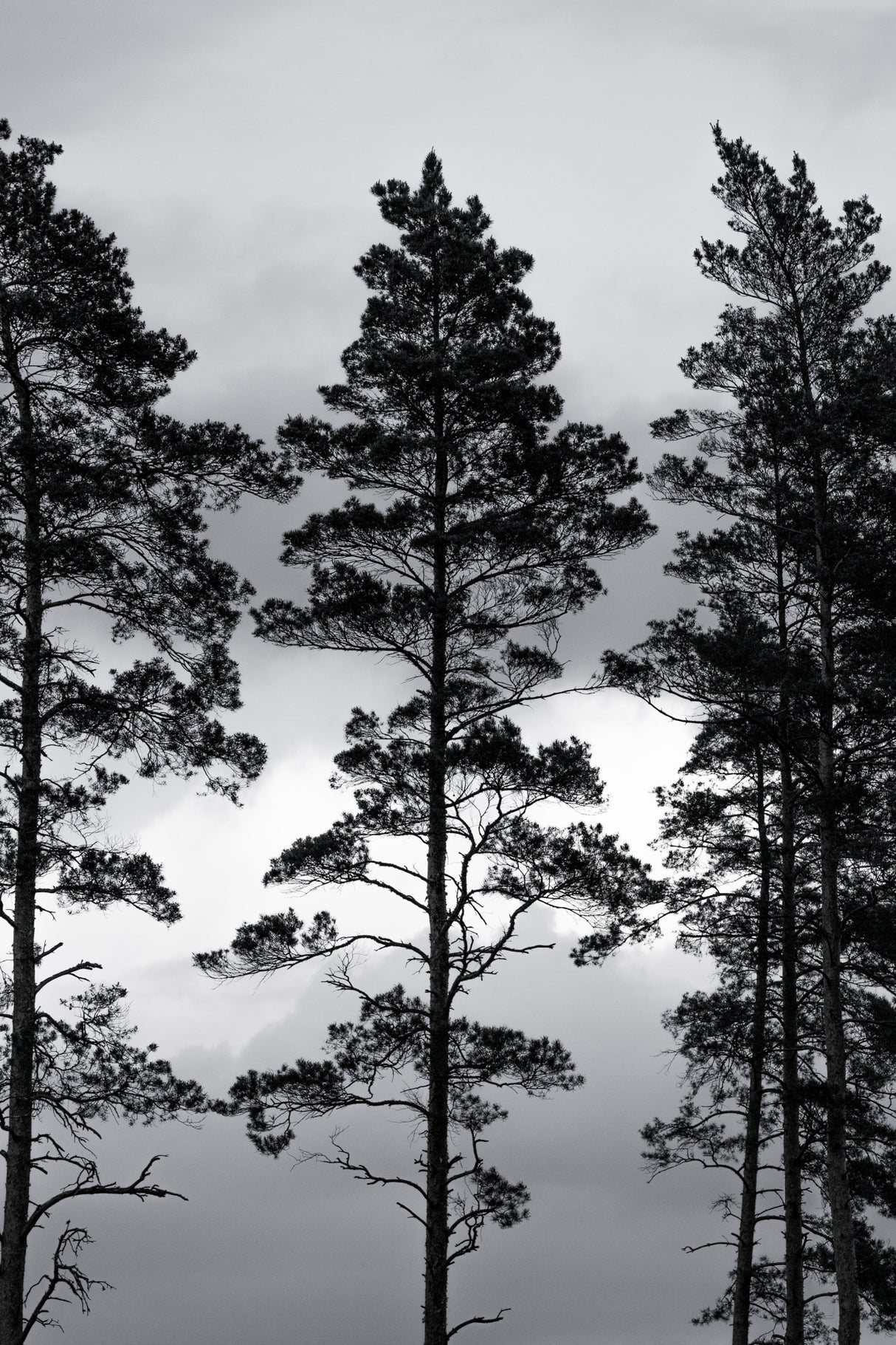 Swedish Trees Poster och Canvastavla