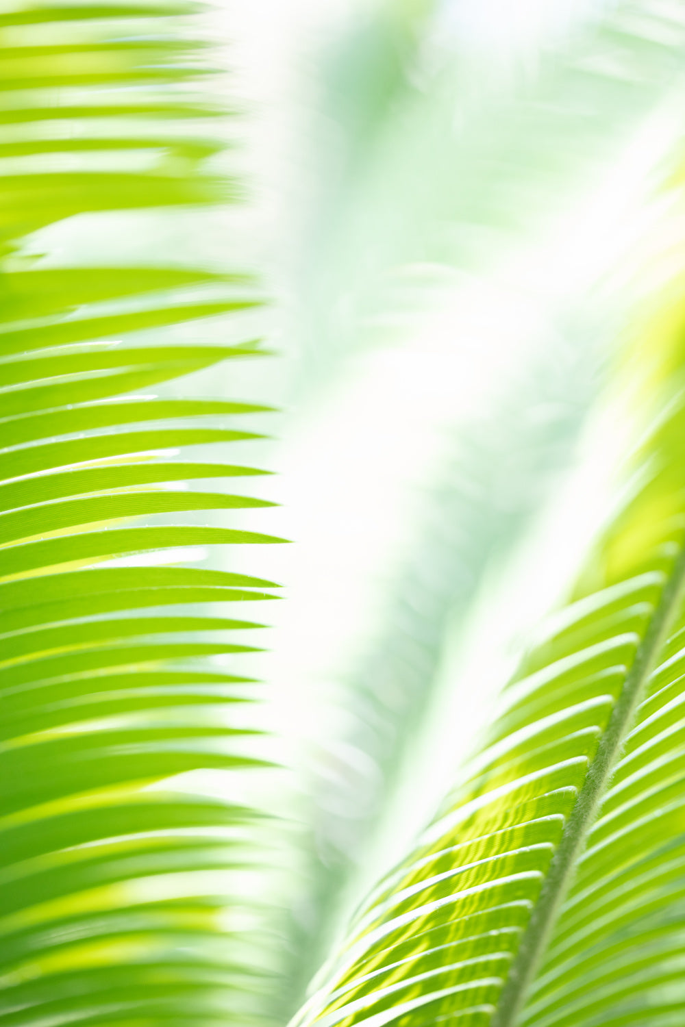 Light Palm tree leaves_1 Poster och Canvastavla