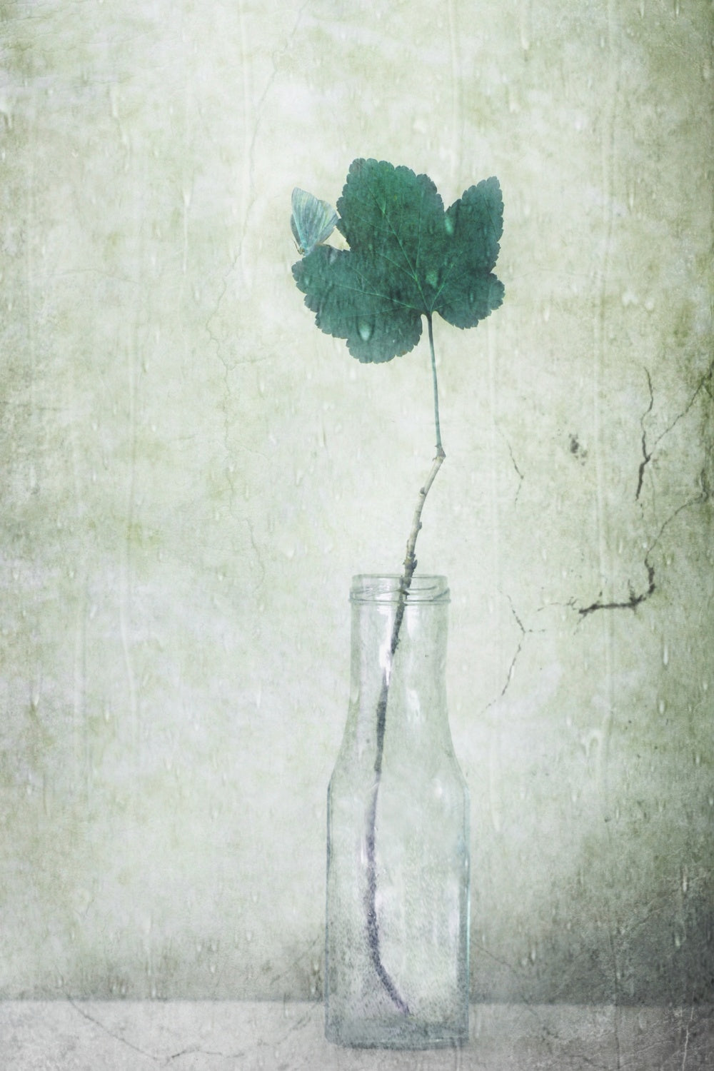 Spring Leaf Poster och Canvastavla