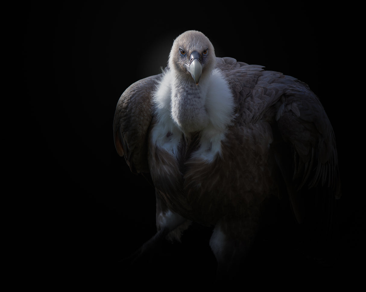 griffon vulture Poster och Canvastavla