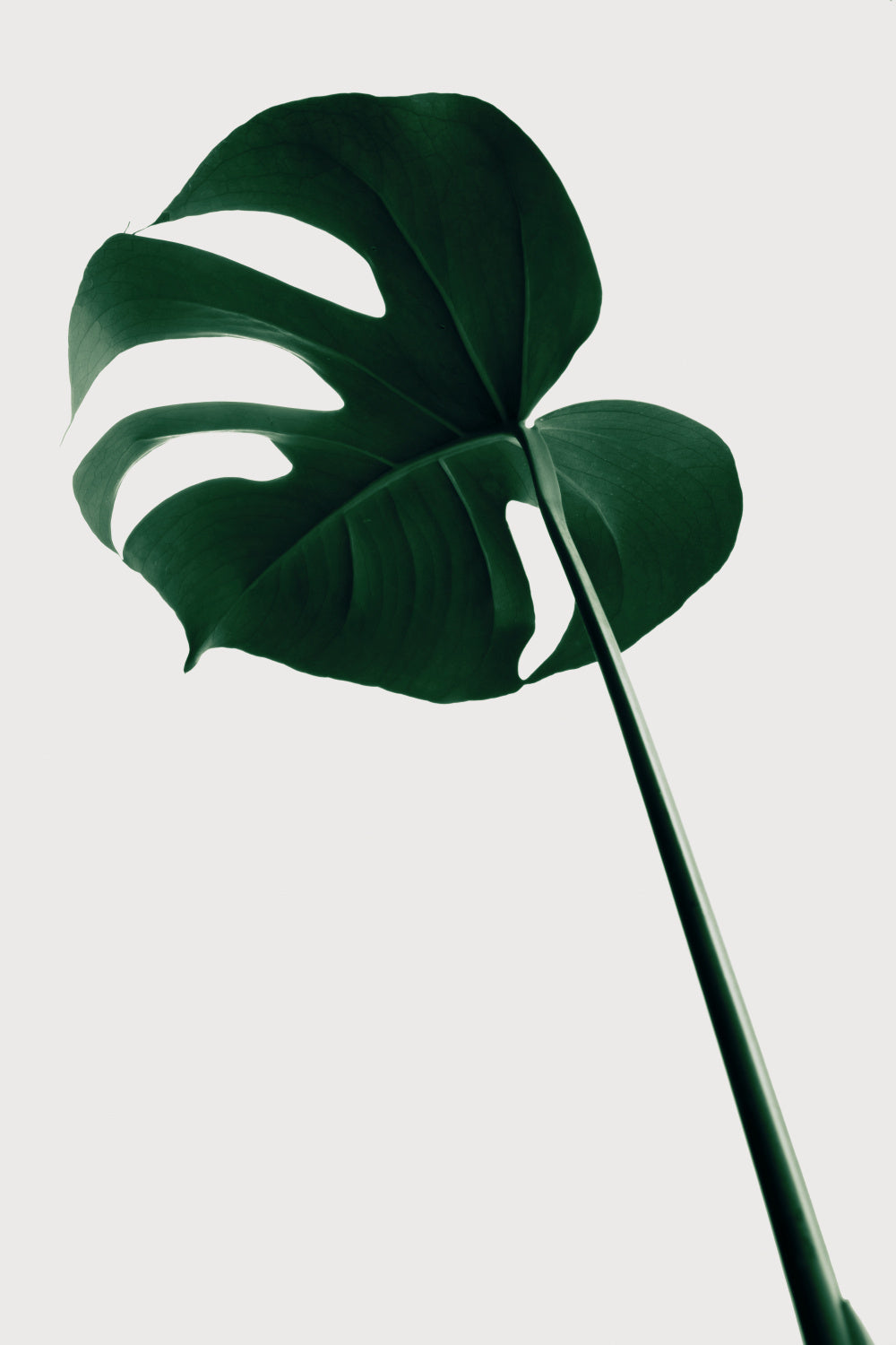 Monstera Natural 40 Poster och Canvastavla
