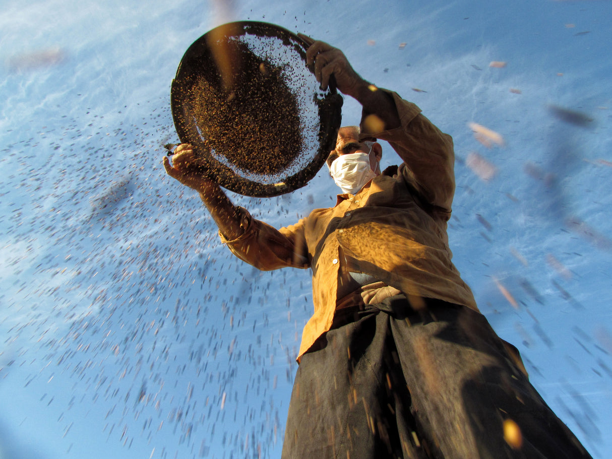 Harvesting Sesame Poster och Canvastavla
