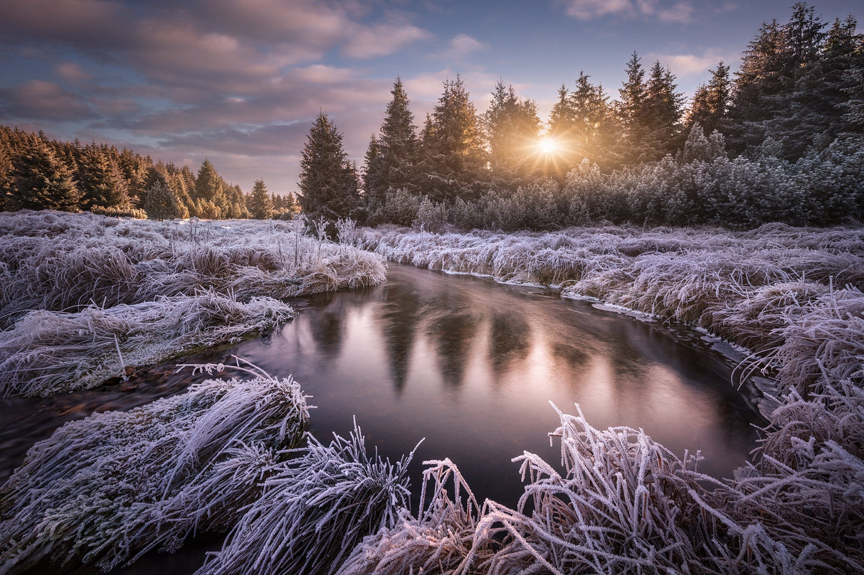 Frosty morning at the creek... Poster och Canvastavla