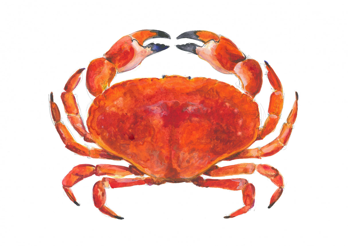 Watercolour Crab Poster och Canvastavla