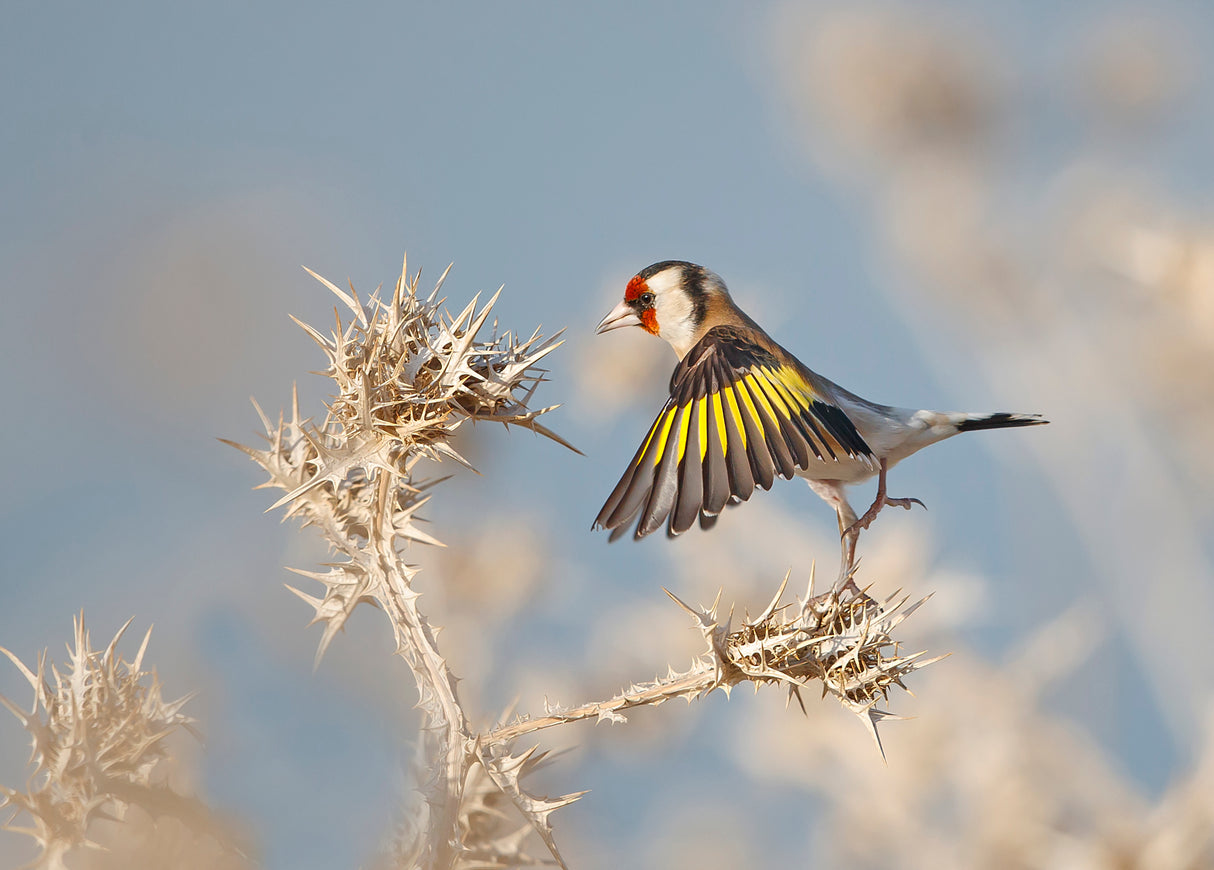 Goldfinch - carefull Poster och Canvastavla