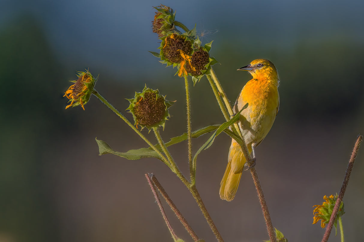 Bullock's oriole Poster och Canvastavla