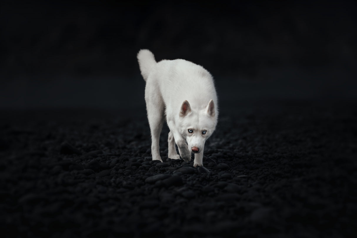 Dogs of Iceland Poster och Canvastavla