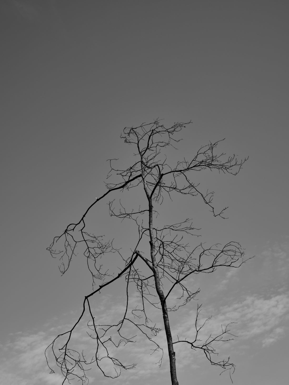 a burned tree and sky Poster och Canvastavla