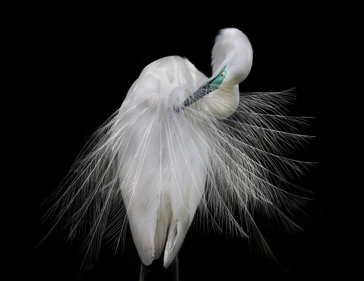 Great Egret Poster och Canvastavla