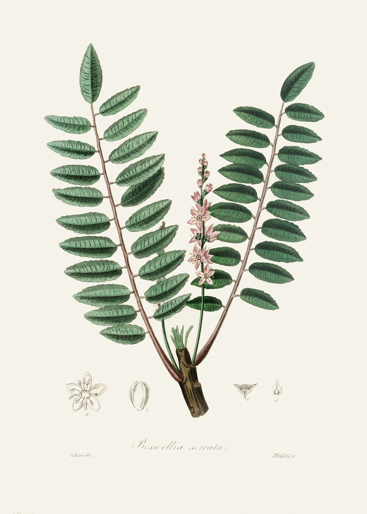Boswellia Serrata Medical Botany Poster och Canvastavla