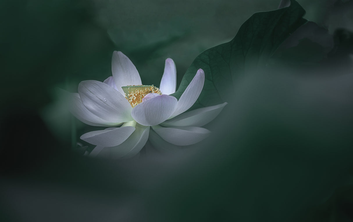 Lotus 1 Poster och Canvastavla
