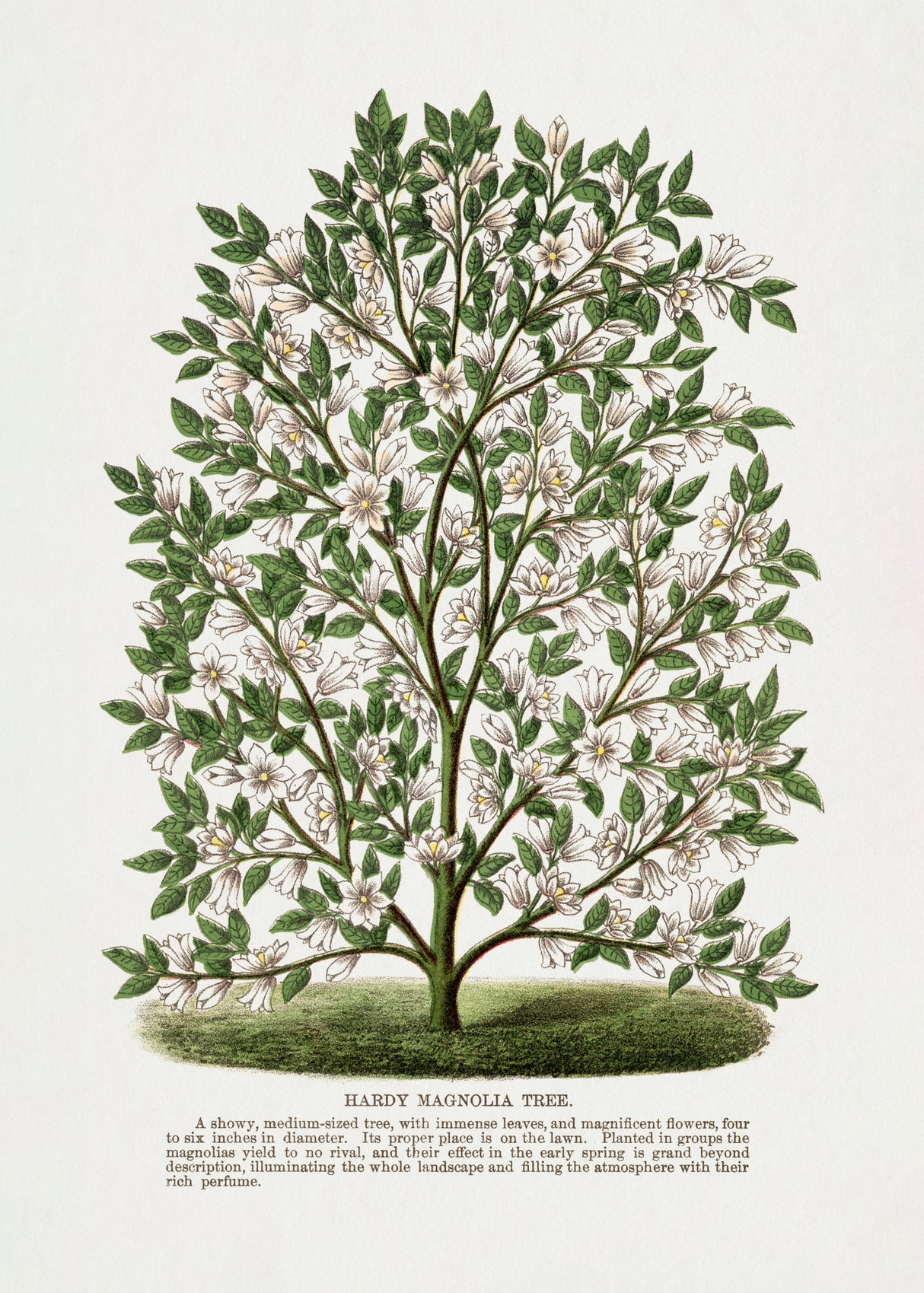 Hardy Magnolia Tree Lithograph Poster och Canvastavla