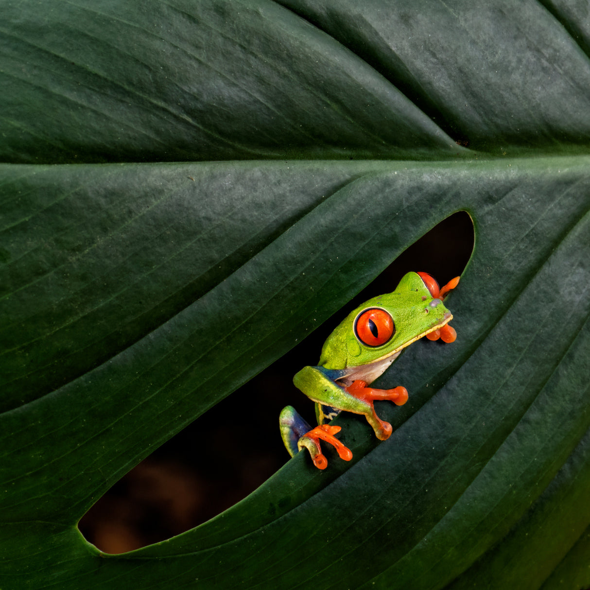 A Red-eyed Tree Frog Poster och Canvastavla