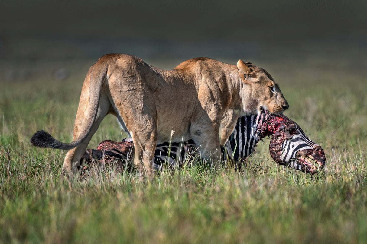 Lioness with prey Poster och Canvastavla