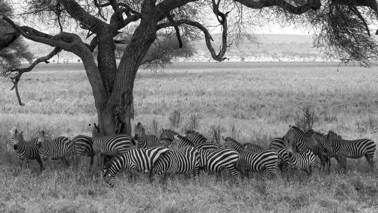 Zebras Poster och Canvastavla