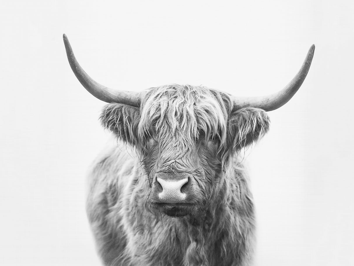 Highland Bull Poster och Canvastavla