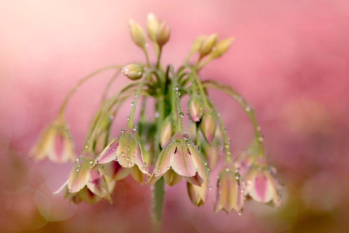 Dew Drops Poster och Canvastavla