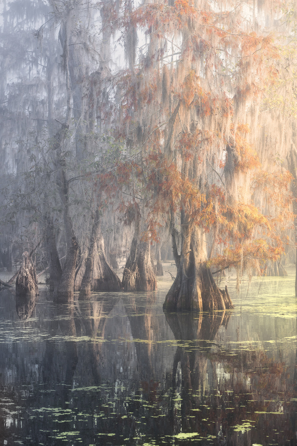 Louisiana Swamp Poster och Canvastavla