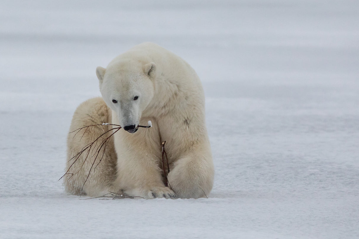 Polar Bear with Branch Poster och Canvastavla