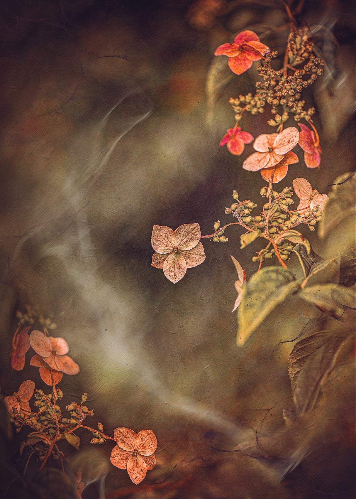 Hydrangea Poster och Canvastavla