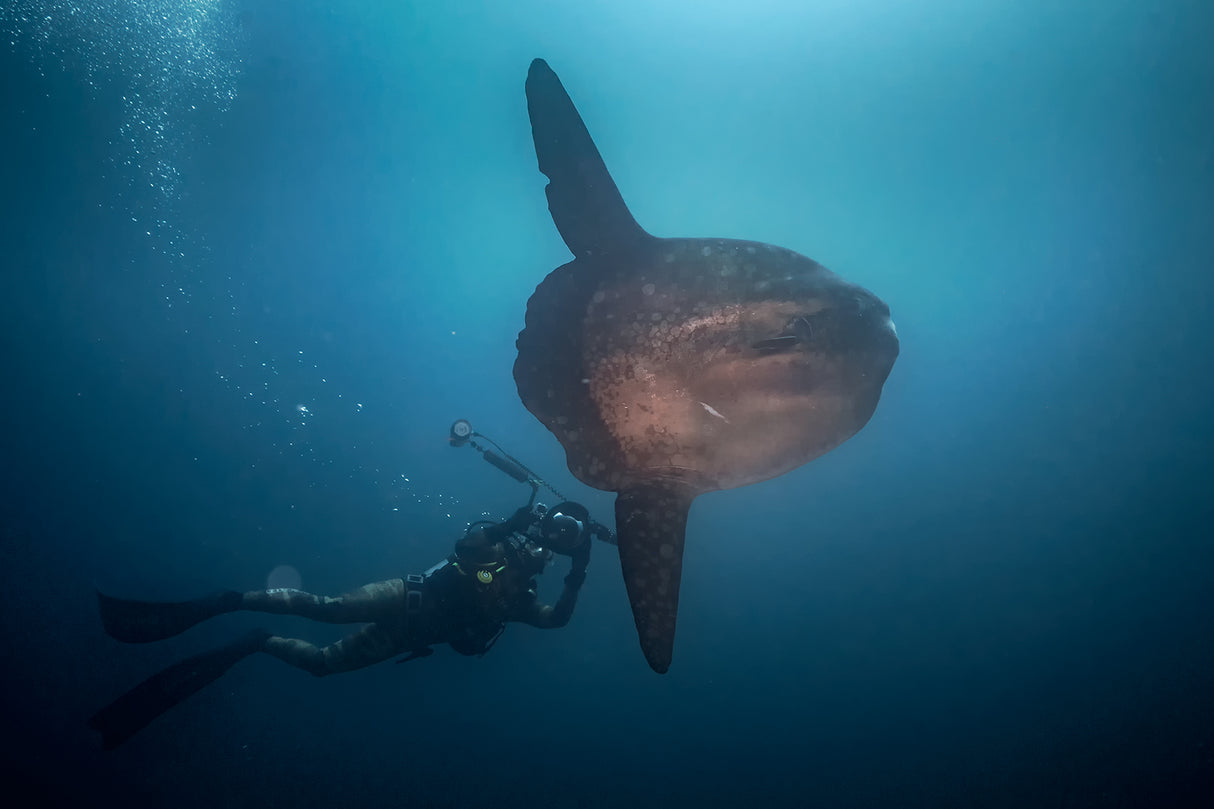 Mola Mola hunter Poster och Canvastavla