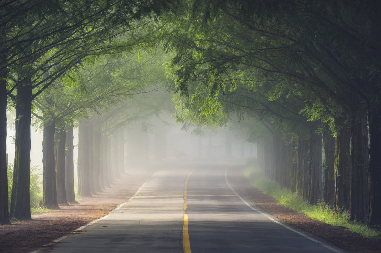 Foggy way Poster och Canvastavla
