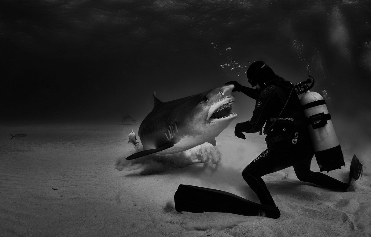 Dance with sharks Poster och Canvastavla