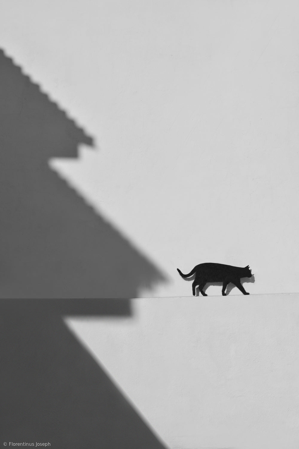 Black cat Poster och Canvastavla