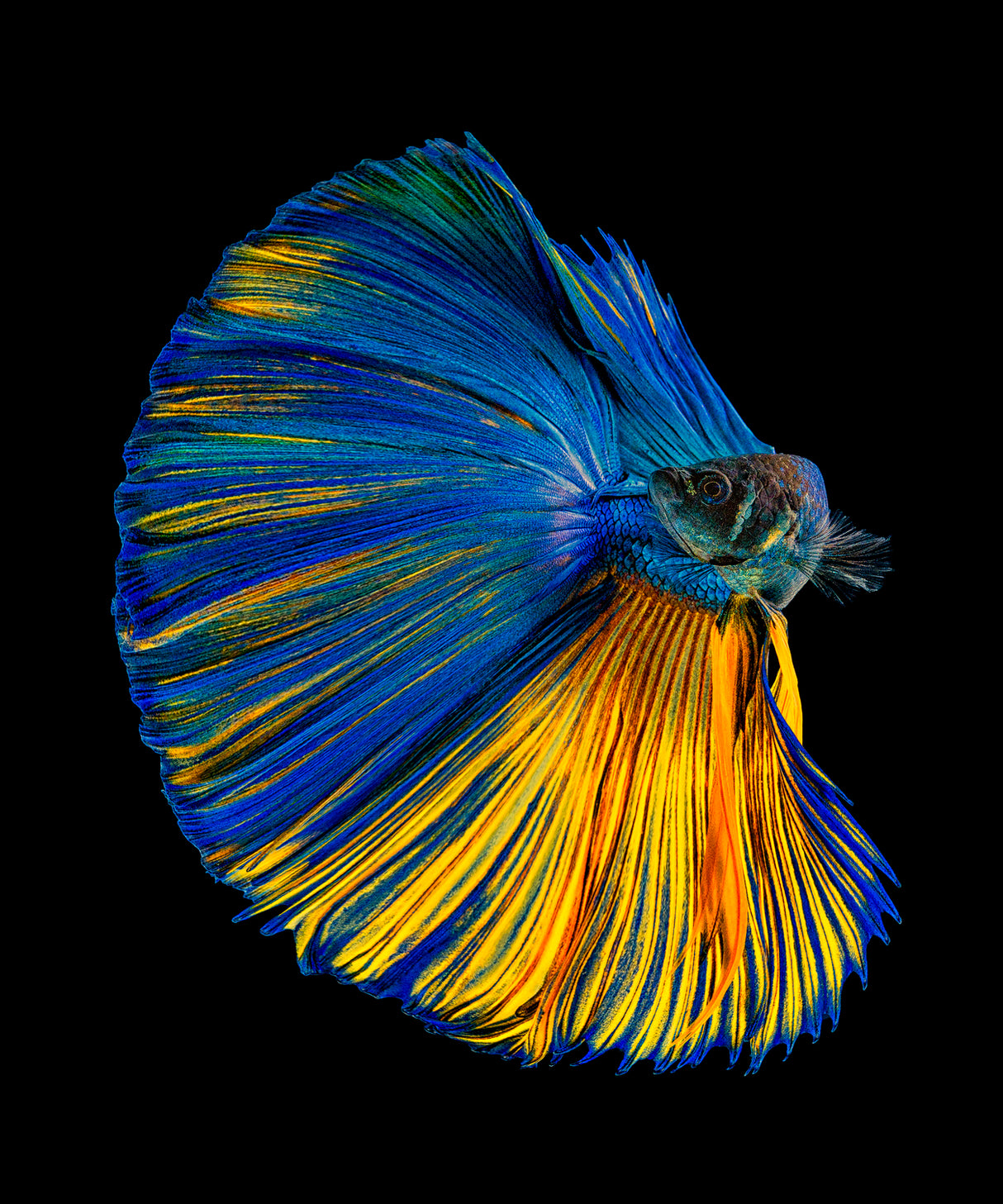 Yellow & Blue Poster och Canvastavla