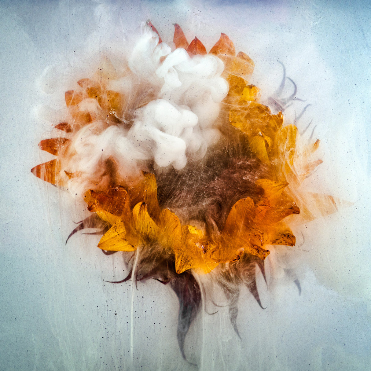 Ocean Creature Poster och Canvastavla