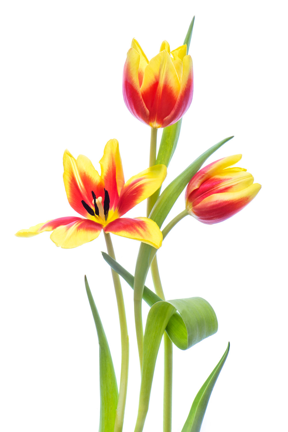 Spring Poster och Canvastavla