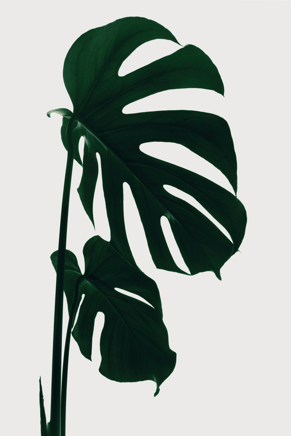 Monstera Natural 15 Poster och Canvastavla