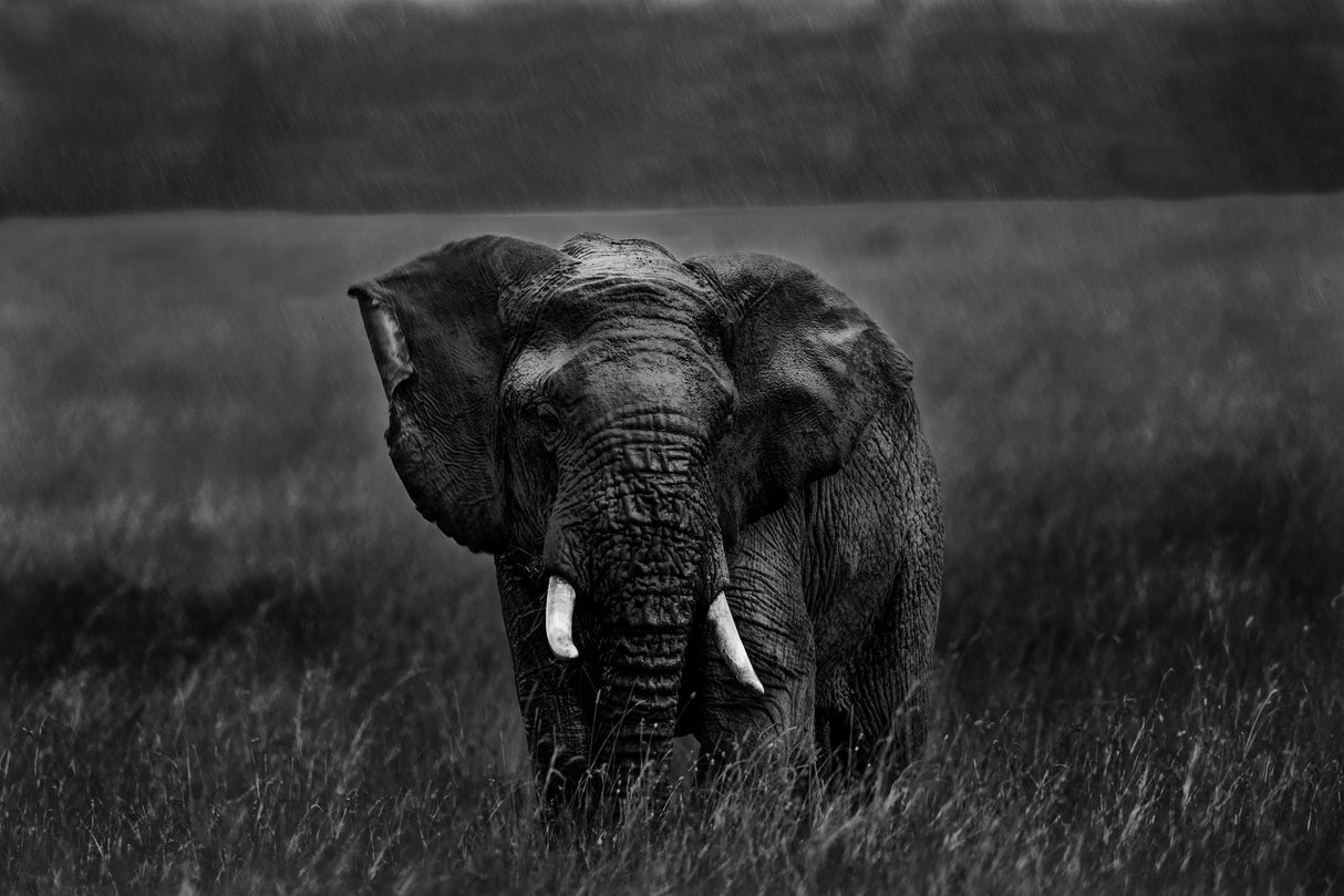 Alone under the rain Poster och Canvastavla
