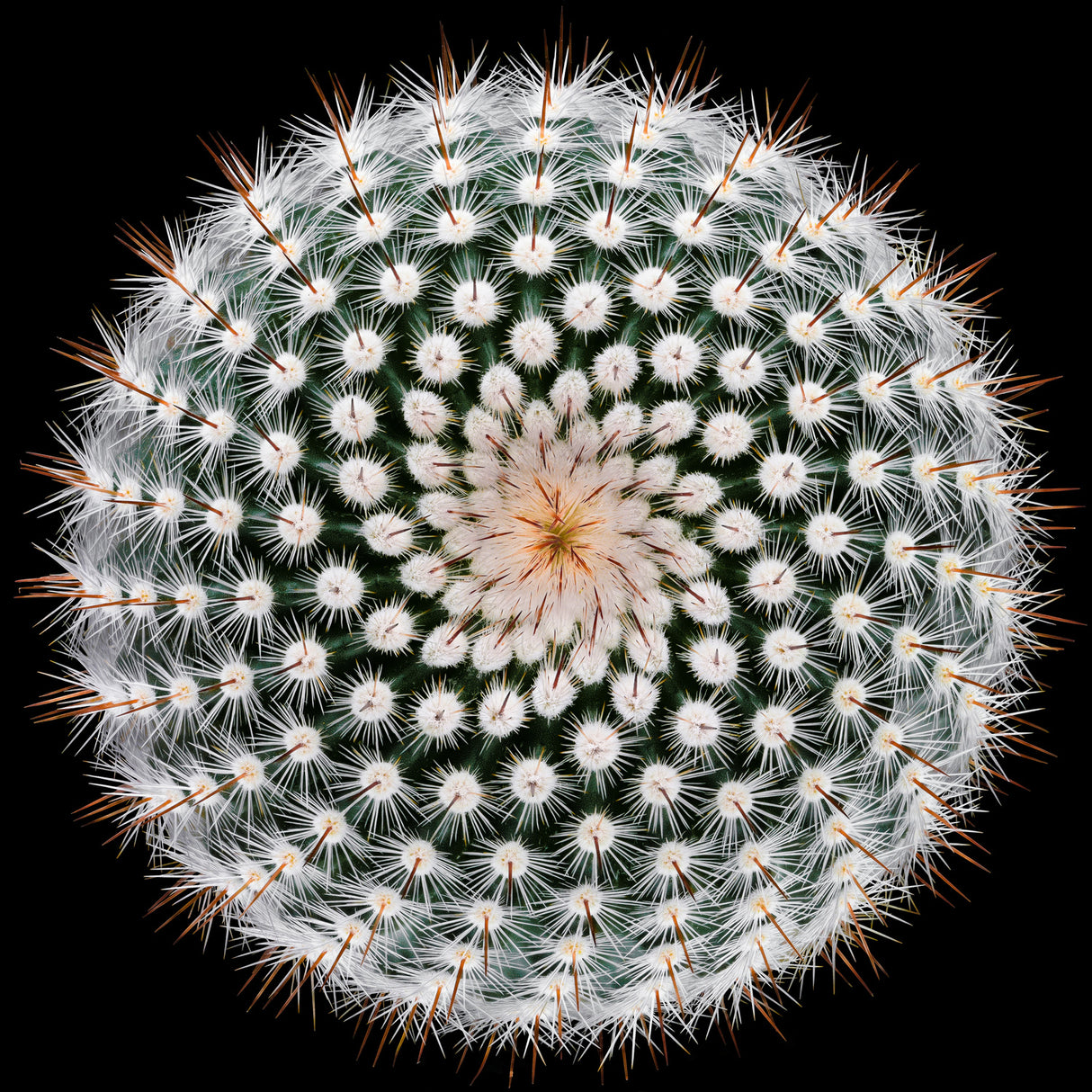 Notocactus scopa Poster och Canvastavla