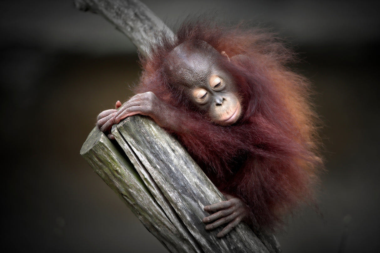 AFTER A PLAYFUL DAY (ORANG-UTAN BABY) Poster och Canvastavla