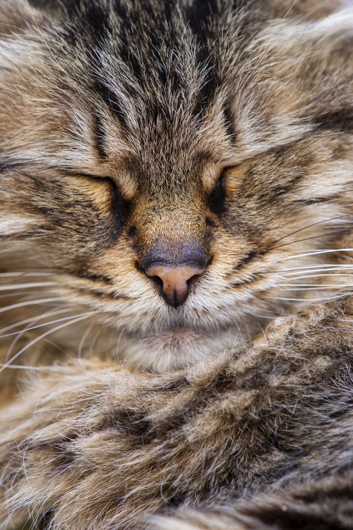 cute cat Poster och Canvastavla
