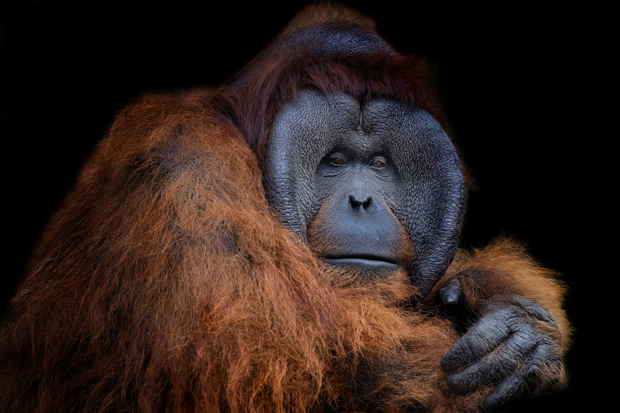 Mr. Orang utan Poster och Canvastavla