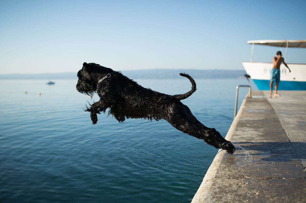 Jump Poster och Canvastavla
