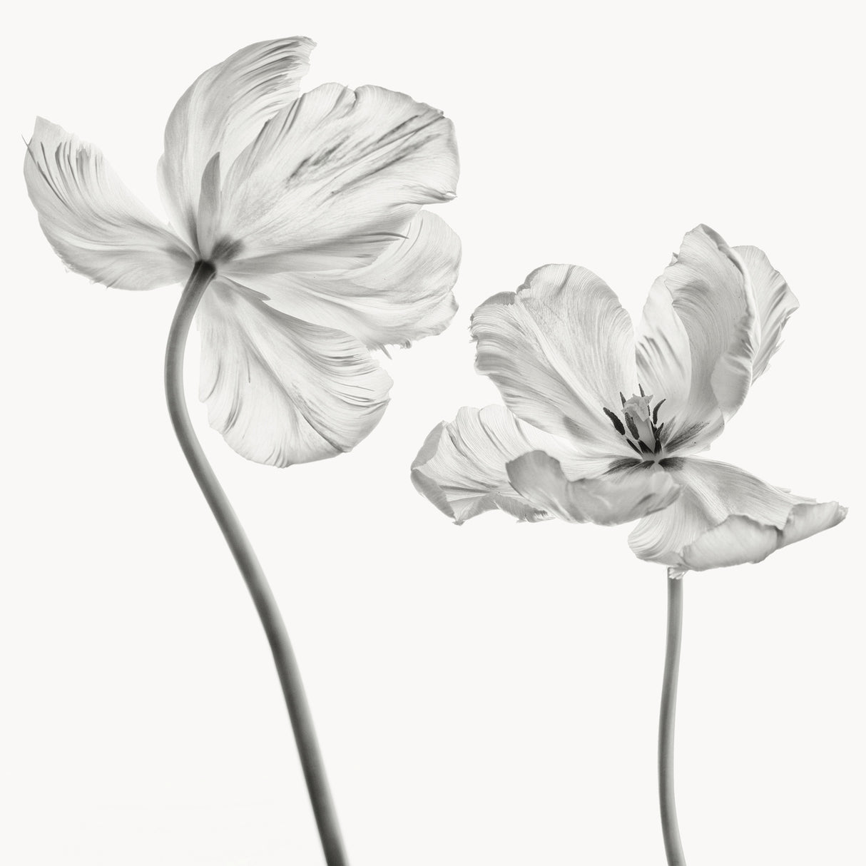 Same tulip : front- and backview Poster och Canvastavla