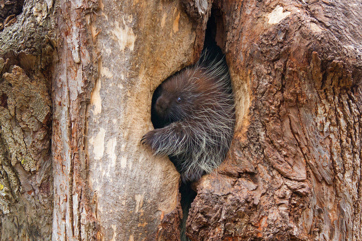 Baby porcupine in tree Poster och Canvastavla