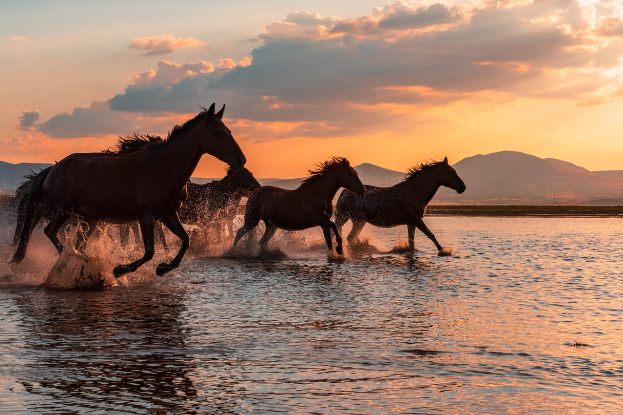 WATER HORSES Poster och Canvastavla
