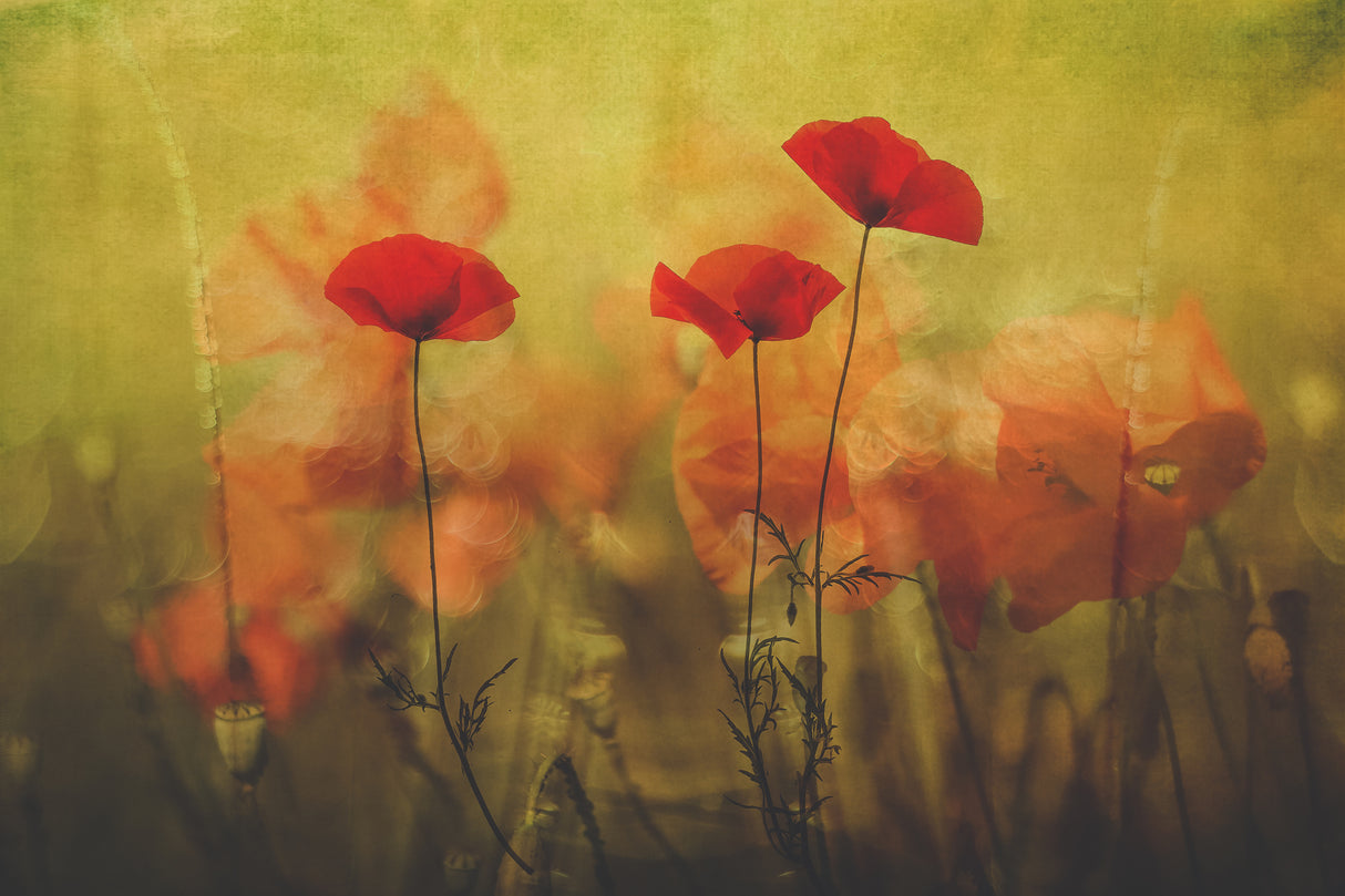 bringing summer Poster och Canvastavla