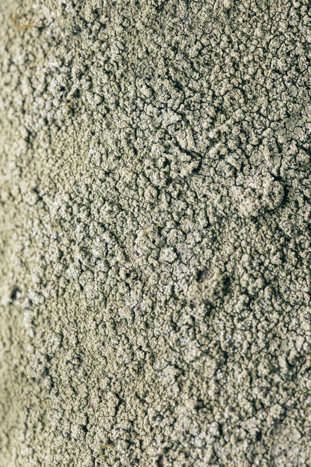 Moss Poster och Canvastavla