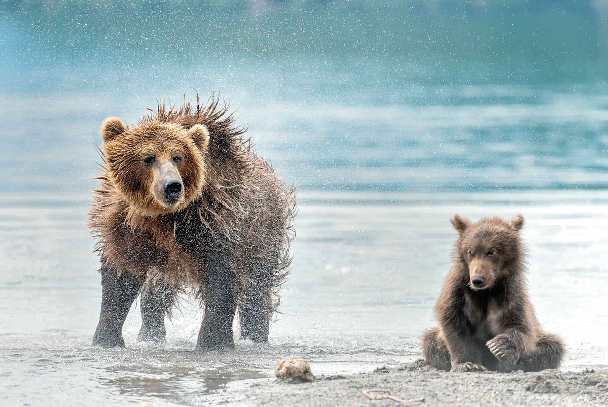 Shaking - Kamchatka, Russia Poster och Canvastavla