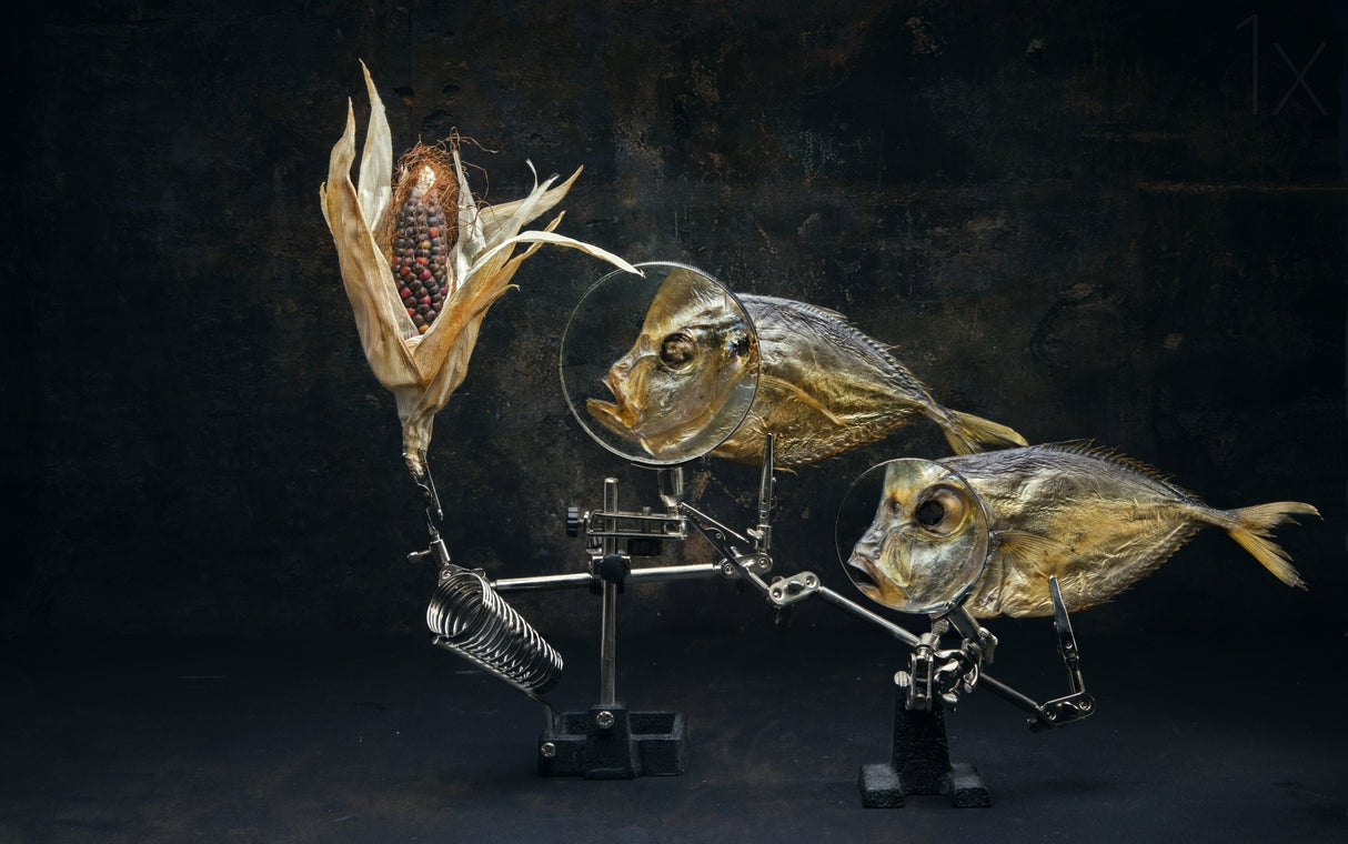 Fish and corn Poster och Canvastavla